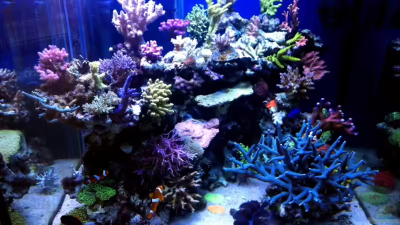 Hauptansicht Aquarium von SPS Riff von .uschi (1)