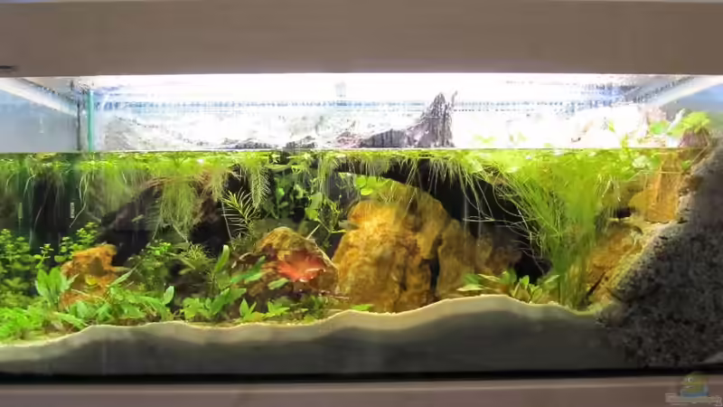 Hauptansicht Aquarium von Steilküste mit Wasserfall von Fischfrau (1)