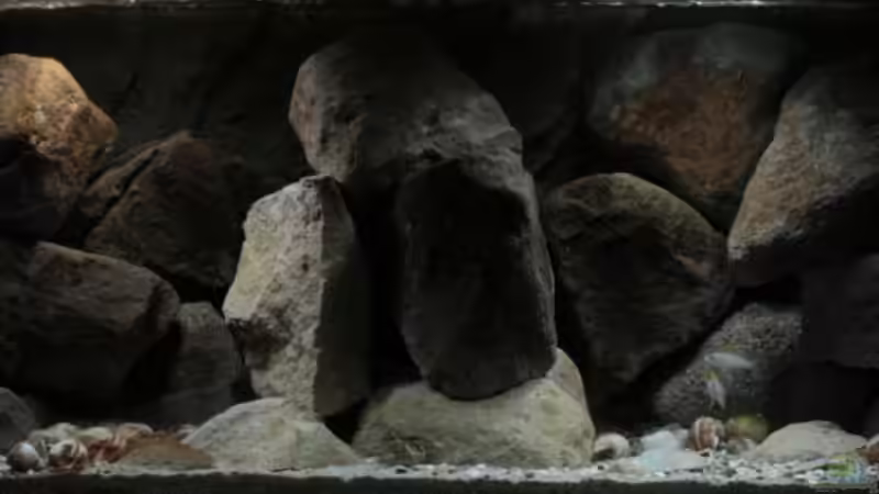 Hauptansicht Aquarium von Stones and Shells von Julien Preuß (1)