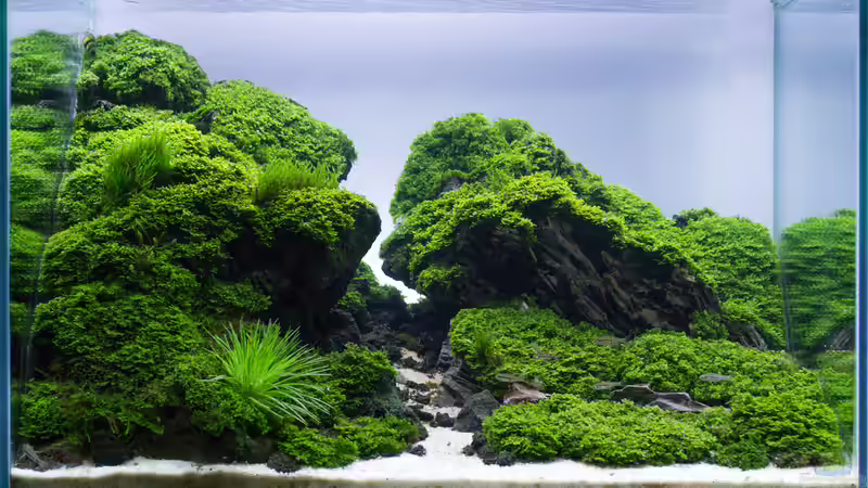 Hauptansicht Aquarium von Straight Edge von Fredo Fuss (1)