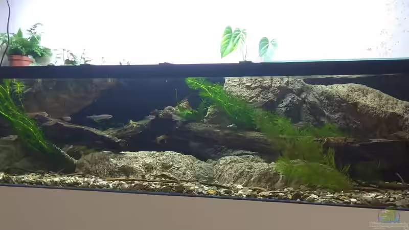 Hauptansicht Aquarium von Strömungsbecken von pacho (1)