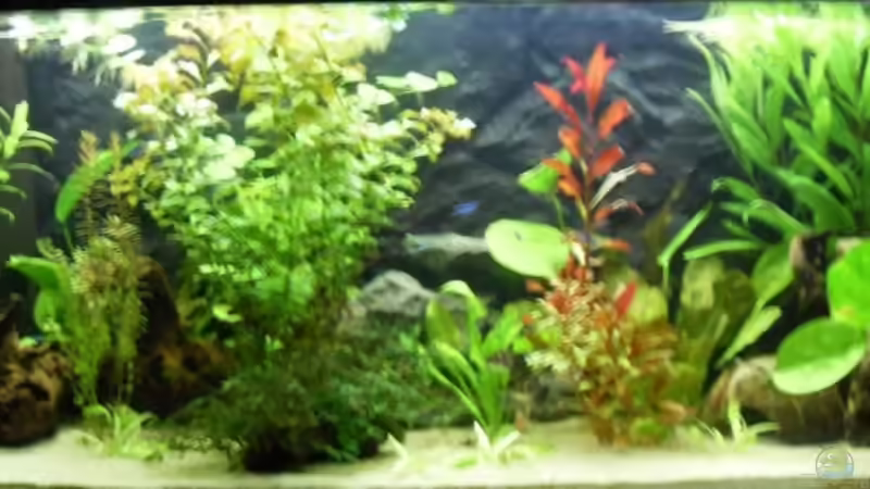 Hauptansicht Aquarium von Südamerika 160L von Mertin (1)