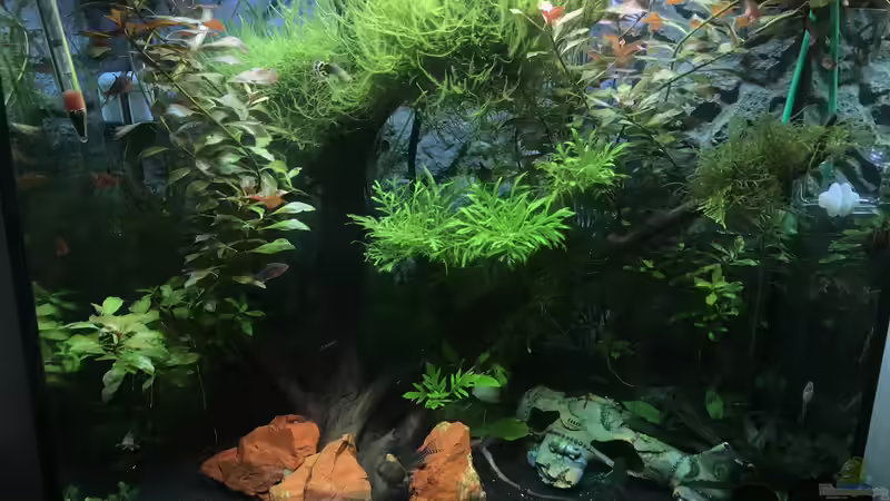 Hauptansicht Aquarium von Südamerika am Schreibtisch von Sandra H (1)