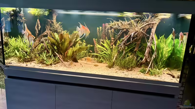 Hauptansicht Aquarium von Südamerika Aquarium Rio Manacapuru Rotrücken 3.0 von Gernhart (1)