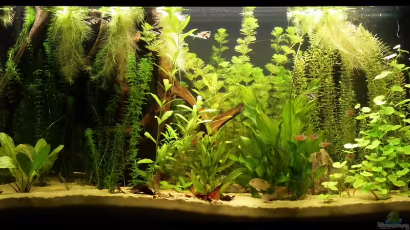 Hauptansicht Aquarium von Südamerika Becken von dare79 (1)