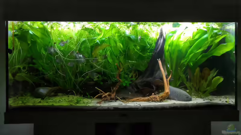 Hauptansicht Aquarium von Südamerika Biotop von Theresa Horak (1)