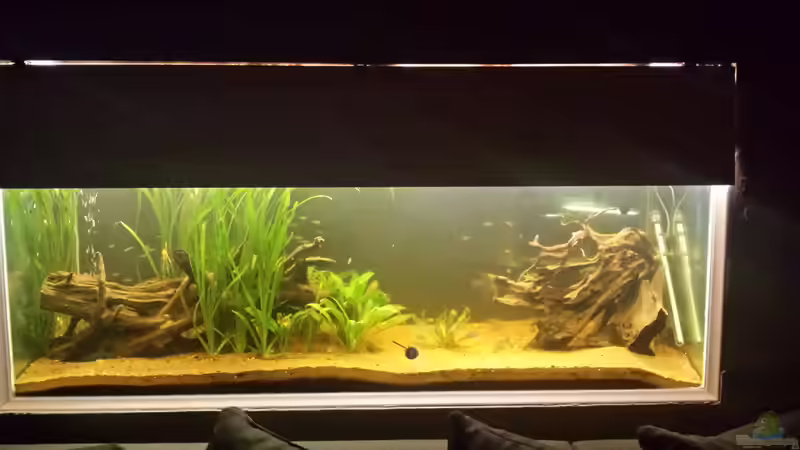 Hauptansicht Aquarium von Südamerika Gesellschaftsbecken von Tobias Zelzer (1)