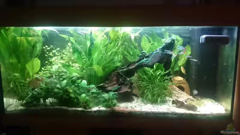 Hauptansicht Aquarium von Südamerika-Juwel Rio von Z to the osel (1)