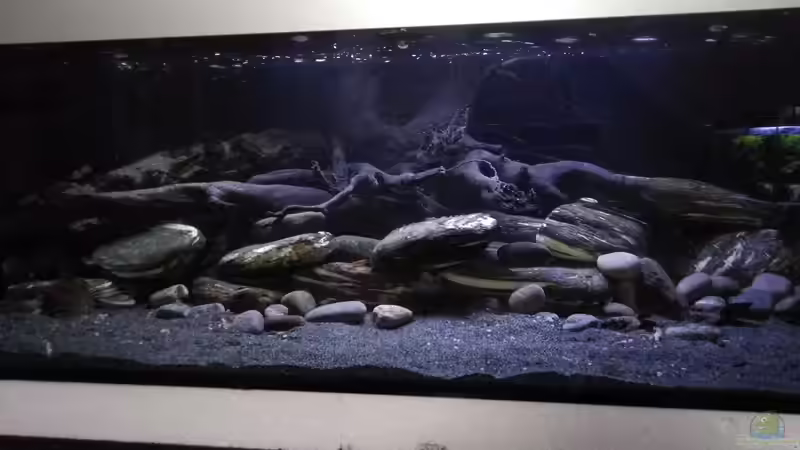 Hauptansicht Aquarium von Südamerika L46 von Lindau Welse (1)