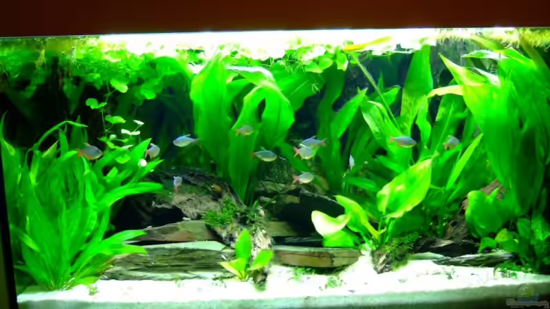 Hauptansicht Aquarium von Südamerika mit Hyphessobrycon columbianus von Kuller (1)