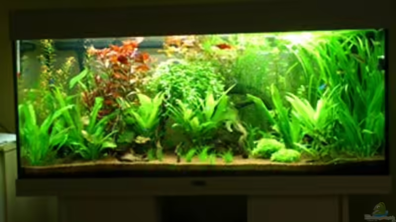 Hauptansicht Aquarium von Südamerika Pflanzenbett aufgelöst von <---MARCO---> (1)