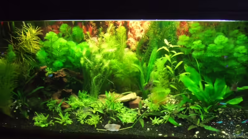 Hauptansicht Aquarium von Südamerika Rechteck Becken von Nancy Ettlich (1)