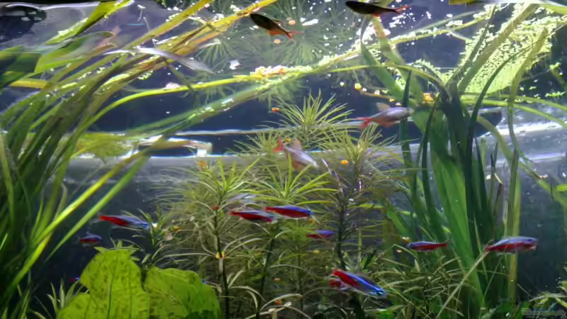 Hauptansicht Aquarium von Südamerika von Chris_R. (1)