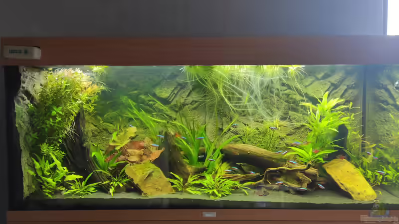 Hauptansicht Aquarium von Südamerika von stephan-k (1)