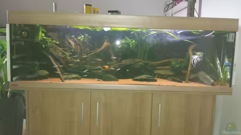 Hauptansicht Aquarium von Südamerika Zebra Gesellschaftsbeken von Fischflüsterer (1)