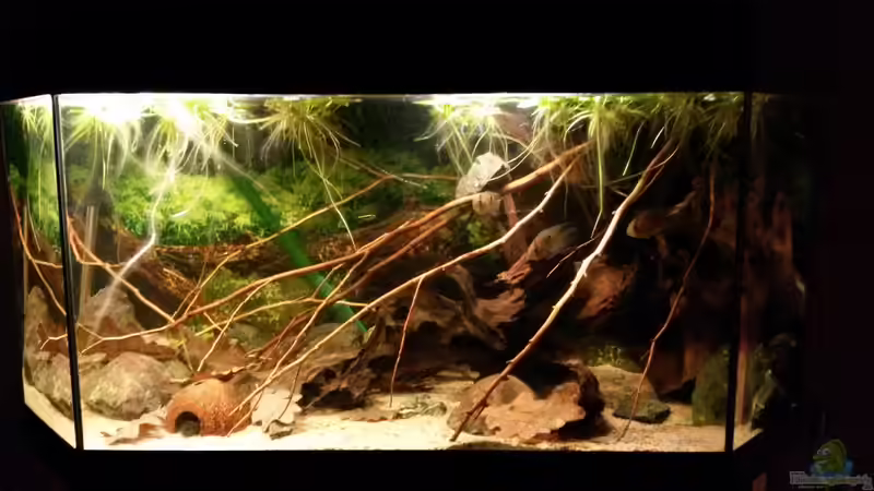 Hauptansicht Aquarium von Südamerikabecken von ~Danny~ (1)