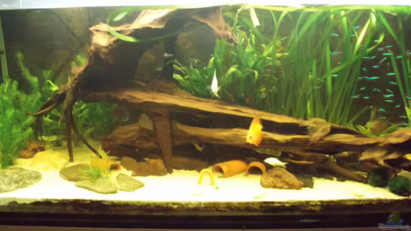 Hauptansicht Aquarium von Südamerikanische Unterwasserwelten von welspapa (1)