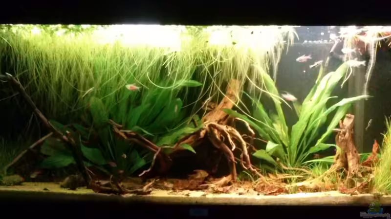 Hauptansicht Aquarium von Südamerikanisches Flussufer von GuyIncognito (1)
