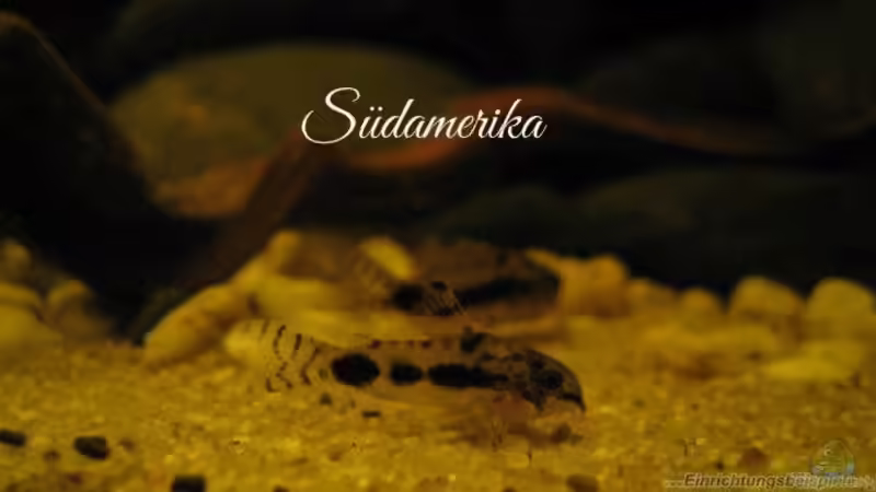 Hauptansicht Aquarium von Südamerikapfütze II von Jemafa (1)