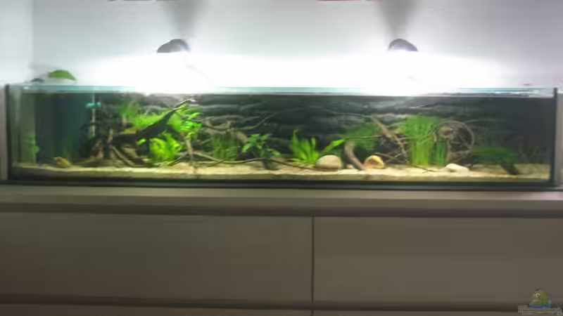 Hauptansicht Aquarium von SüdOstAsien (Indien) 105L (nur noch Beispiel) von Tiburón (1)