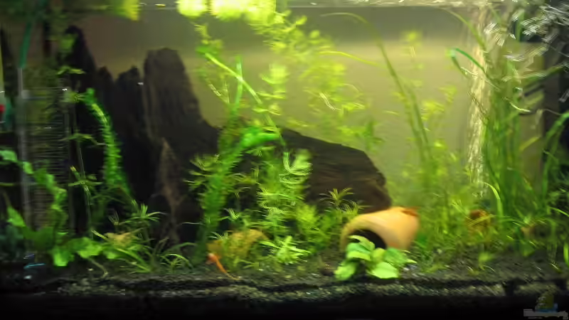 Hauptansicht Aquarium von Süßwassergesellschaftsbecken von Sebastian Fischer (1)