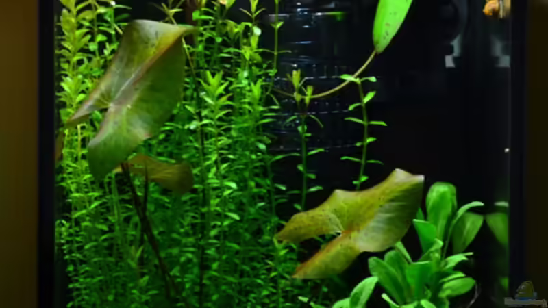 Hauptansicht Aquarium von Sulawesi-Inlansgarnelen von Julian H. (1)