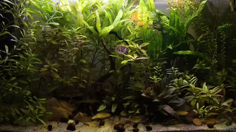 Hauptansicht Aquarium von Sumatra Swamp von Woudbes (1)