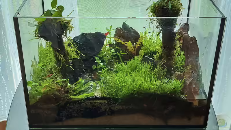 Hauptansicht Aquarium von Swampland-aufglöst von okefenokee (1)