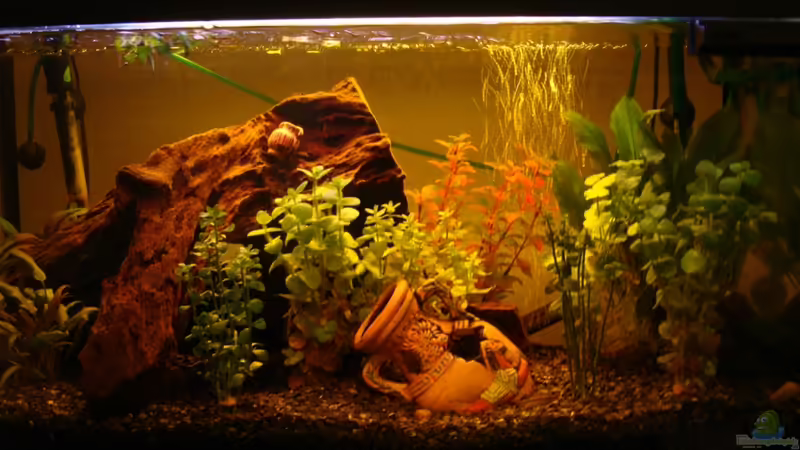Hauptansicht Aquarium von Take a minute von Javi (1)