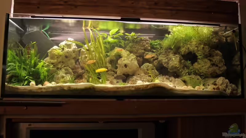 Hauptansicht Aquarium von Tanganjika 375l - Nur noch als Beispiel von Julien Preuß (1)