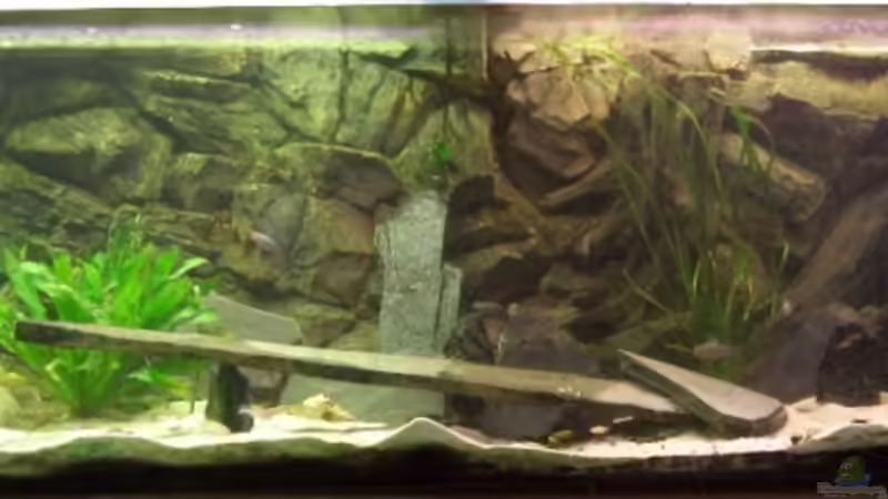 Hauptansicht Aquarium von Tanganjika (aufgelöst) von Padrona (1)