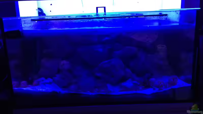Hauptansicht Aquarium von Tanganjika Becken von tobsen (1)