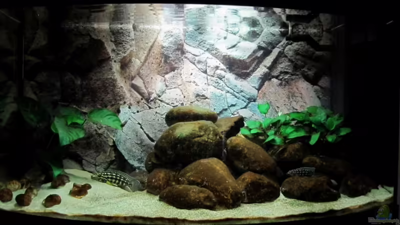 Hauptansicht Aquarium von Tanganjika ist bei mir im Wohnzimmer von donolli (1)