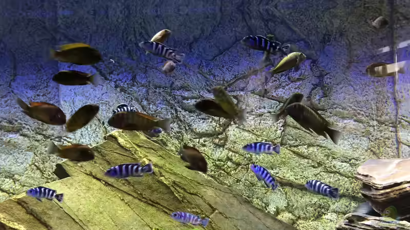 Hauptansicht Aquarium von Tanganjika/Malawi Mix von Niko Gröters (1)
