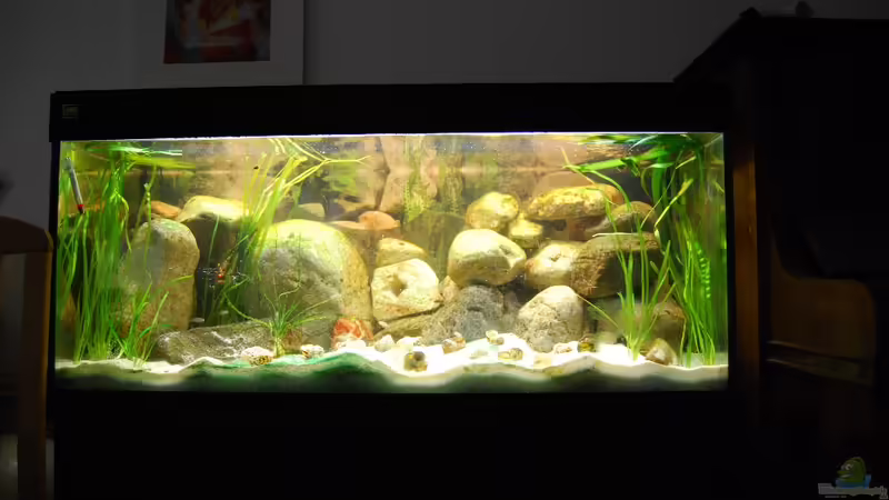 Hauptansicht Aquarium von Tanganjika mit Isar Kieseln von Julia