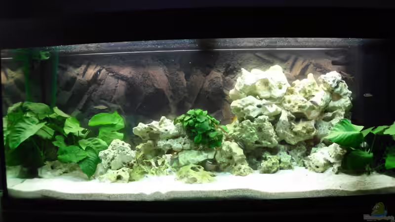 Hauptansicht Aquarium von Tanganjika-sofapirat von sofapirat (1)