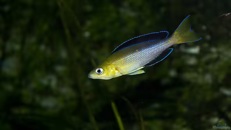 Hauptansicht Aquarium von Tanganjika Übergangszone - Nur Noch als Beispiel von Julien Preuß (1)