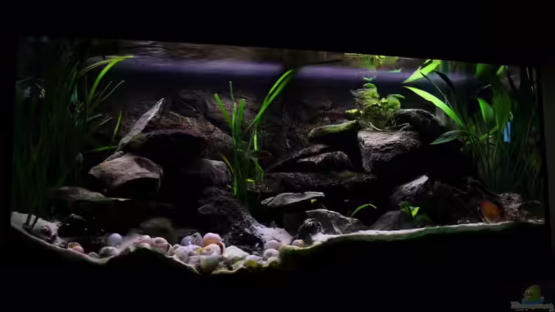 Hauptansicht Aquarium von Tanganjika von Thimo Schneider (1)