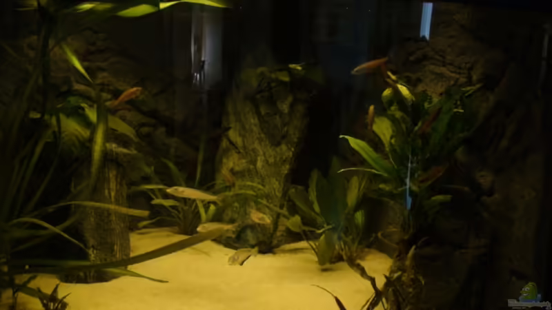 Hauptansicht Aquarium von Tanganjika von xAquix (1)