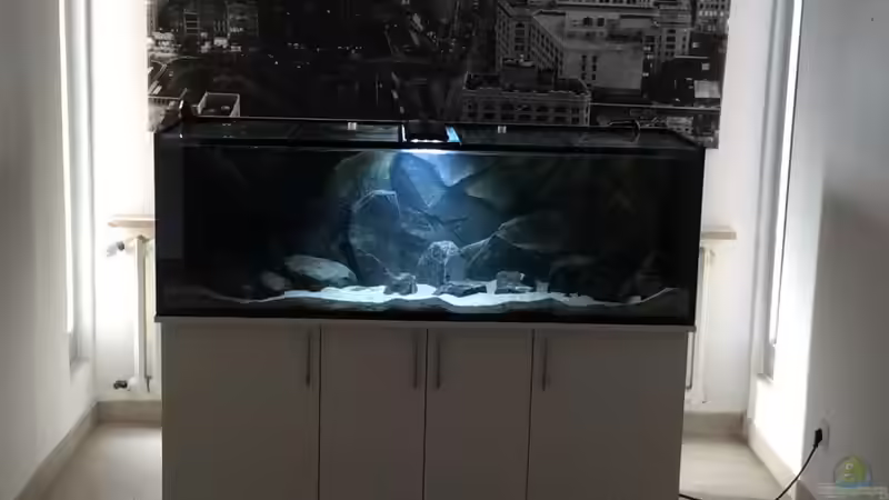 Hauptansicht Aquarium von Tank 2 NonMbuna von Vin (1)
