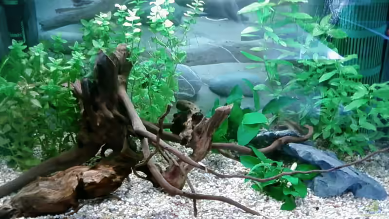 Hauptansicht Aquarium von Test/Zweitbecken von -Wasserfreund-