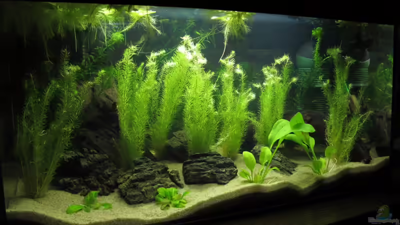 Hauptansicht Aquarium von Tetraodon Artenbecken von Locke1992