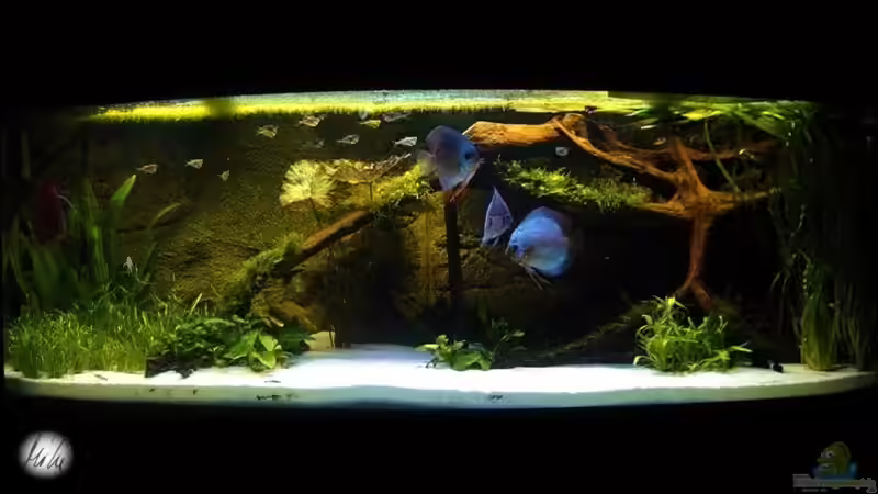 Hauptansicht Aquarium von The Lago Azul Obsolete von The_Lizardking (1)