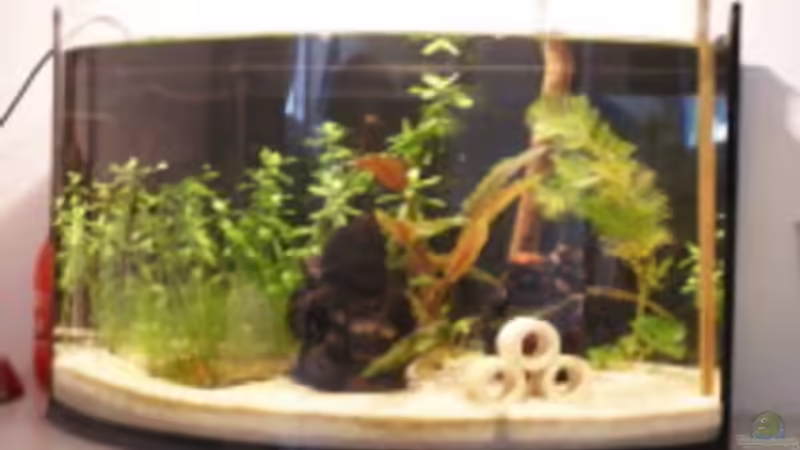 Hauptansicht Aquarium von The Zen Garden von Yannick