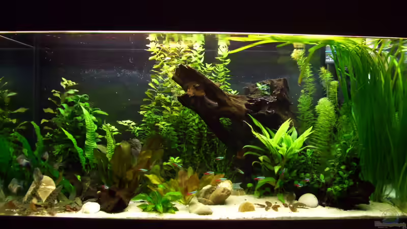 Hauptansicht Aquarium von Tierheim von kaktus-jones (1)