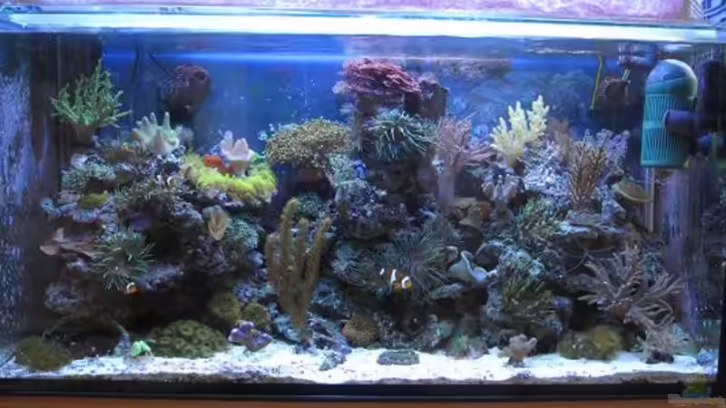 Hauptansicht Aquarium von TNT Aquarium von andi76