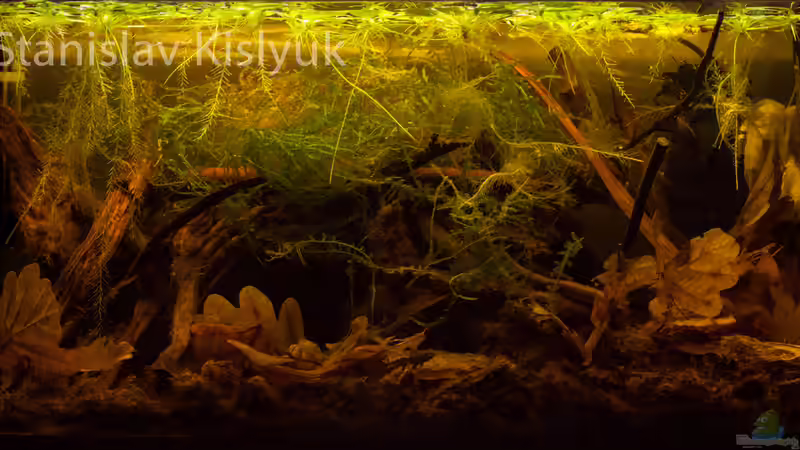 Hauptansicht Aquarium von Torfmoore Kalimantans von Stanislav Kislyuk (1)