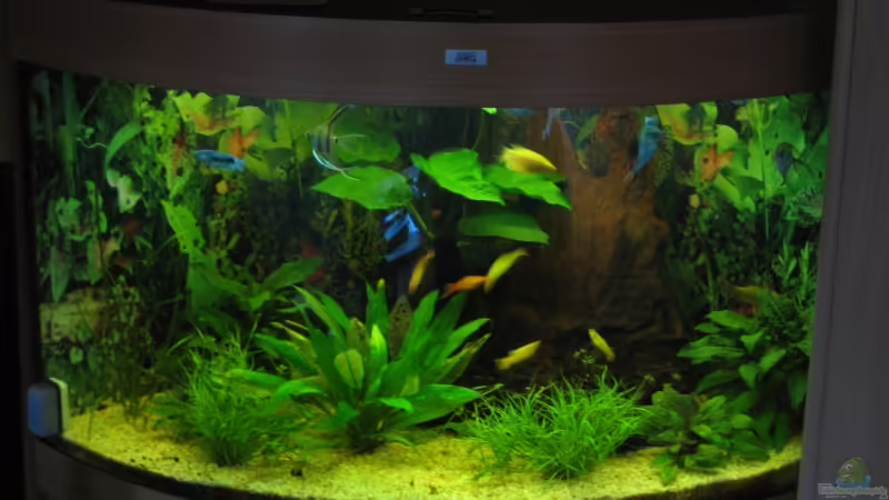 Hauptansicht Aquarium von Trigon 190 von chaossepsy (1)