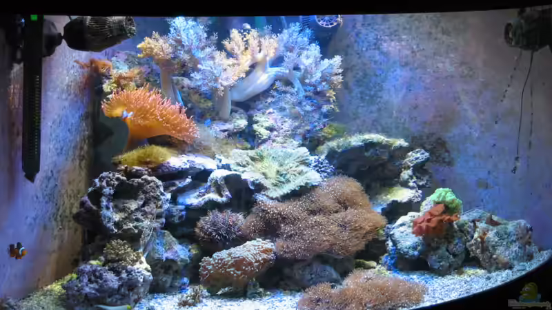 Hauptansicht Aquarium von Trigon 350 (ablösung durch Deltec- Becken) von Holgi K. (1)
