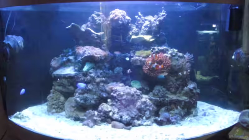 Hauptansicht Aquarium von Trigon 350 Meerwasser von Aqua_Art_Krefeld (1)